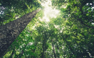 Trapeze Trees – Our Partnership with Ecologi